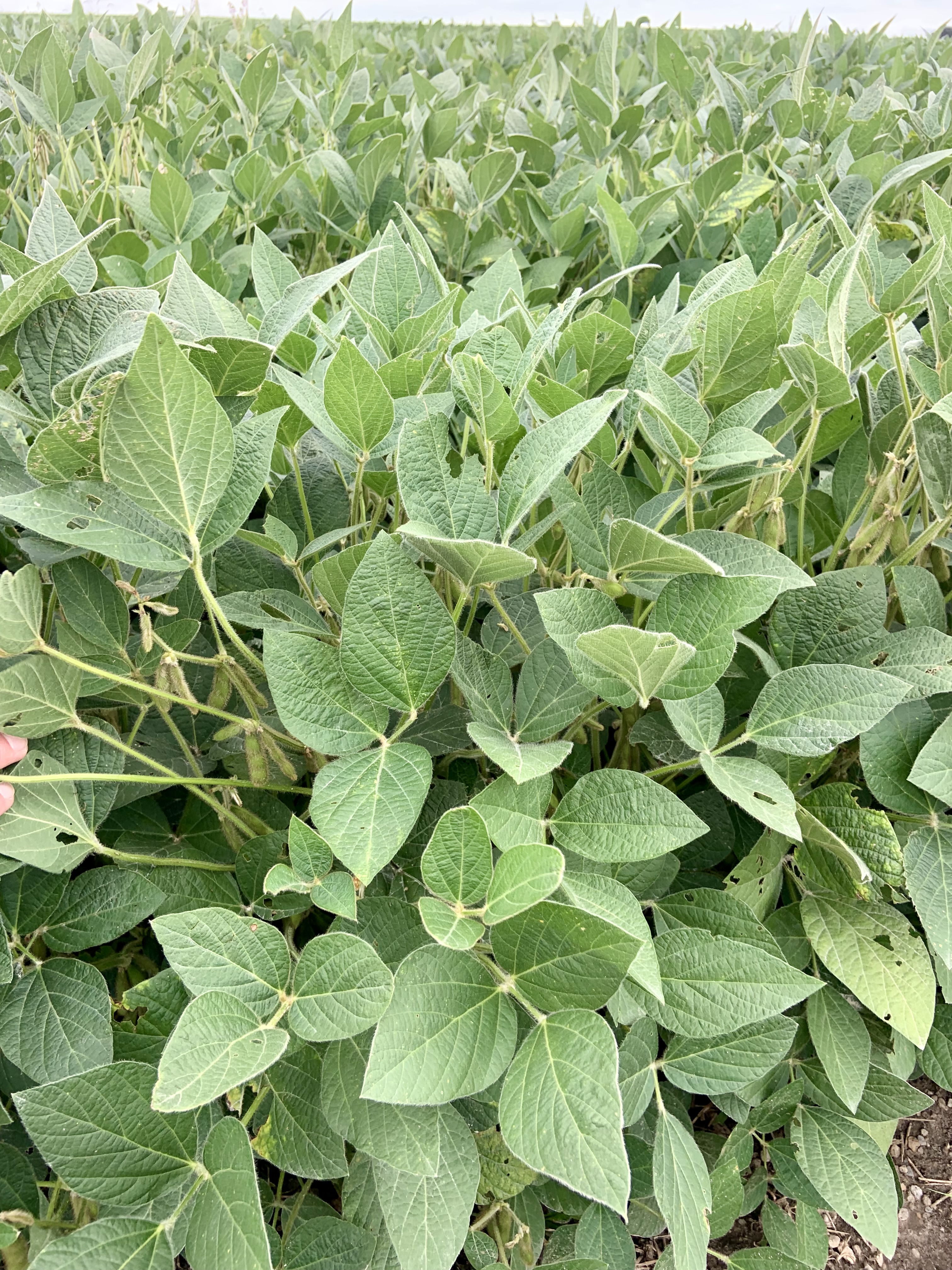 田间大豆植株，绿色叶片间生长着饱满的豆荚